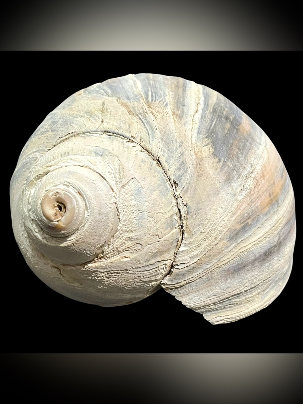 Vintage 1980s Moon Snail Shell - Coastal Regency - Beach House Collectible